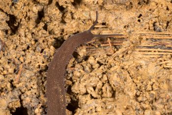 Media type: image;   Invertebrate Zoology 143930